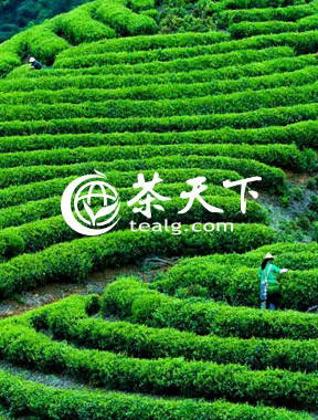 茶天下网是一家专注于茶产品消费及交易的B2B2C茶类垂直电商平台，汇聚全国各地优秀的茶生产企业，是一家具有权威性的茶类电商平台系统。